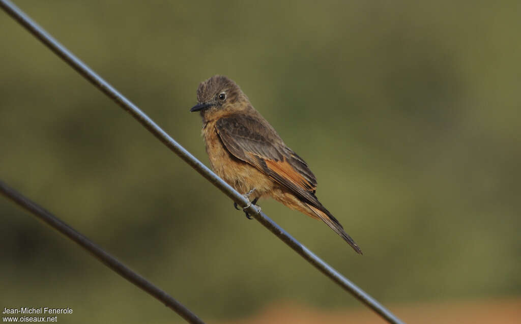 Cliff Flycatcheradult, identification