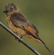 Cliff Flycatcher