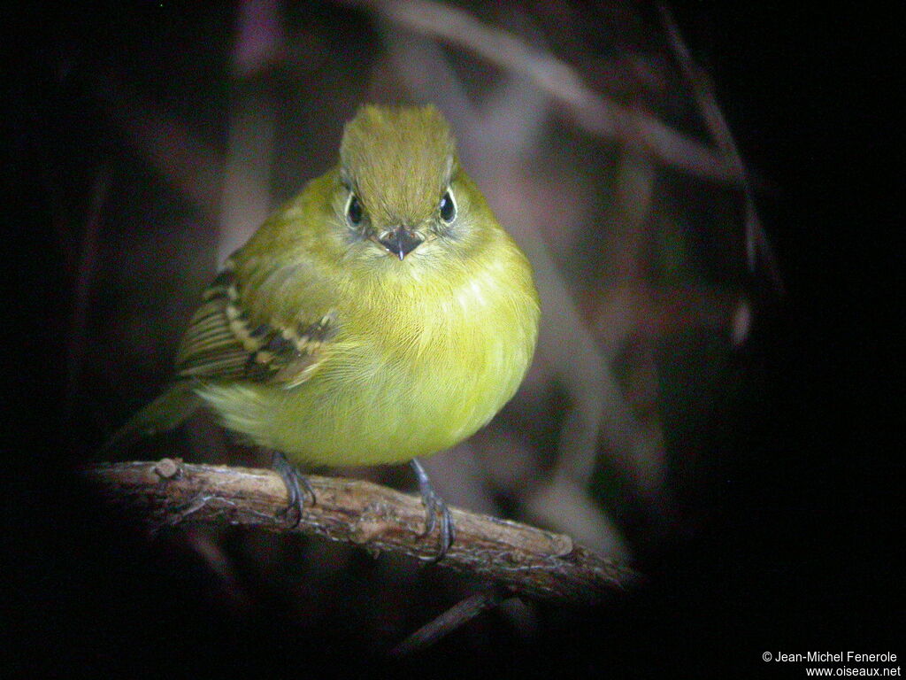 Yellowish Flycatcher