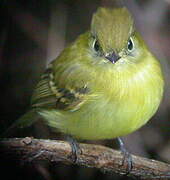 Yellowish Flycatcher