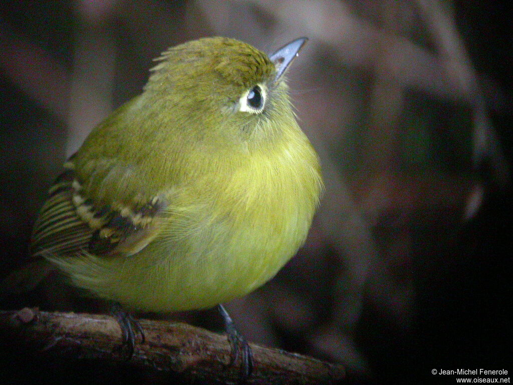 Yellowish Flycatcher