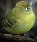 Yellowish Flycatcher