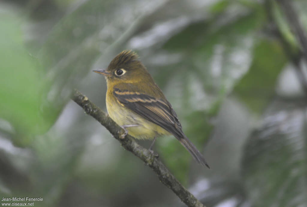 Yellowish Flycatcherjuvenile, identification