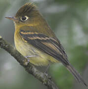 Yellowish Flycatcher