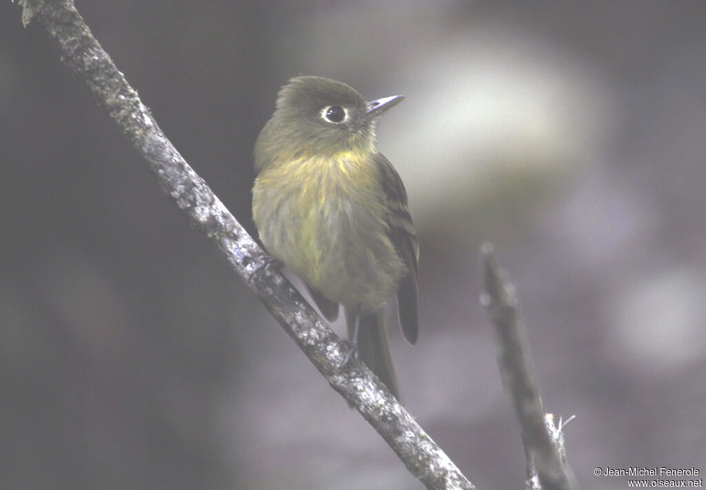 Yellowish Flycatcher