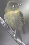 Yellowish Flycatcher