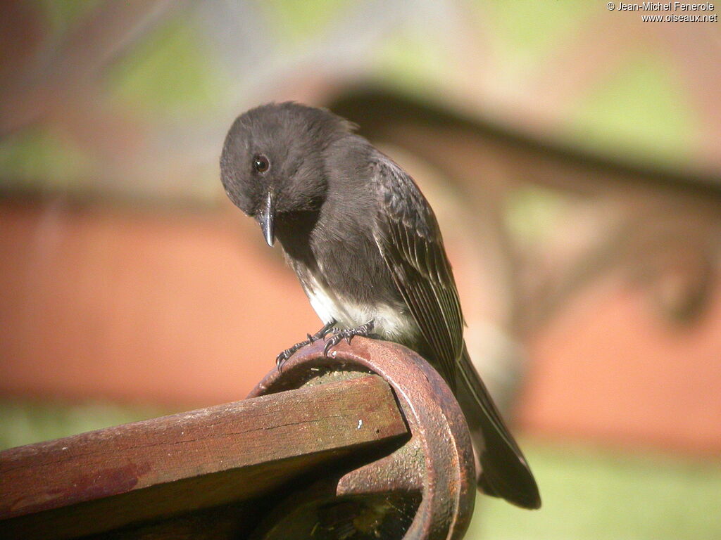 Moucherolle noir