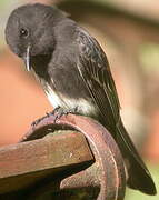 Black Phoebe