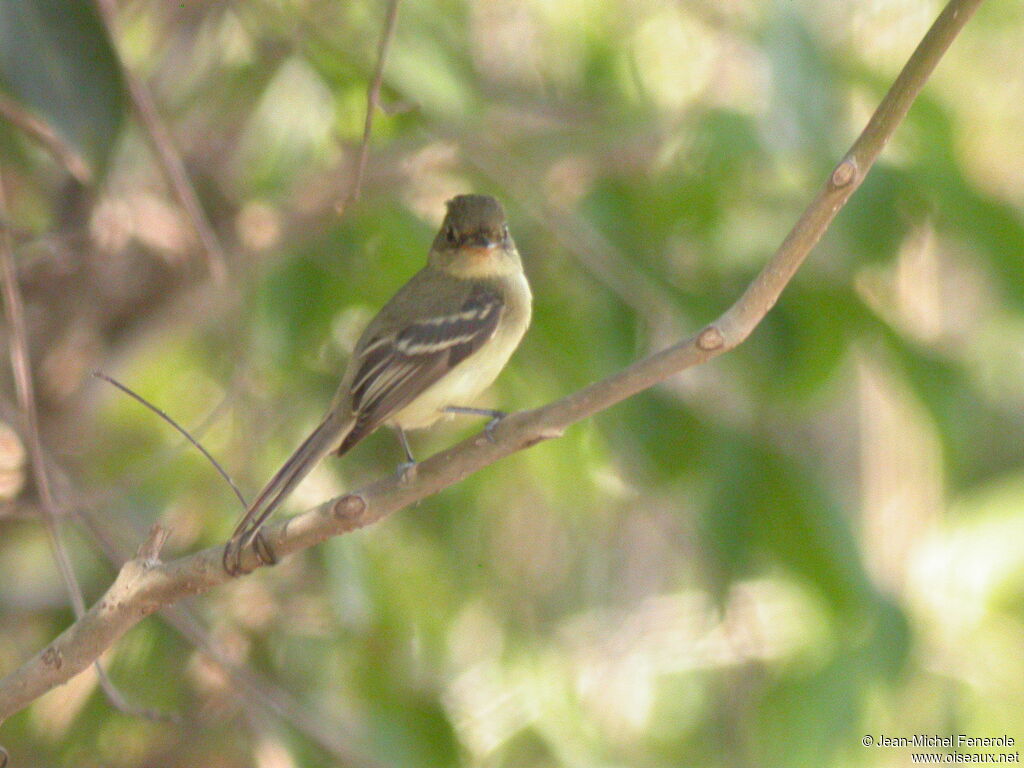 Western Flycatcher