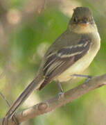 Western Flycatcher