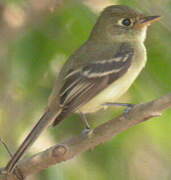 Western Flycatcher