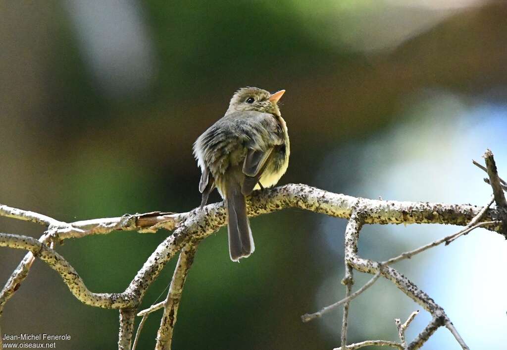 Western Flycatcheradult