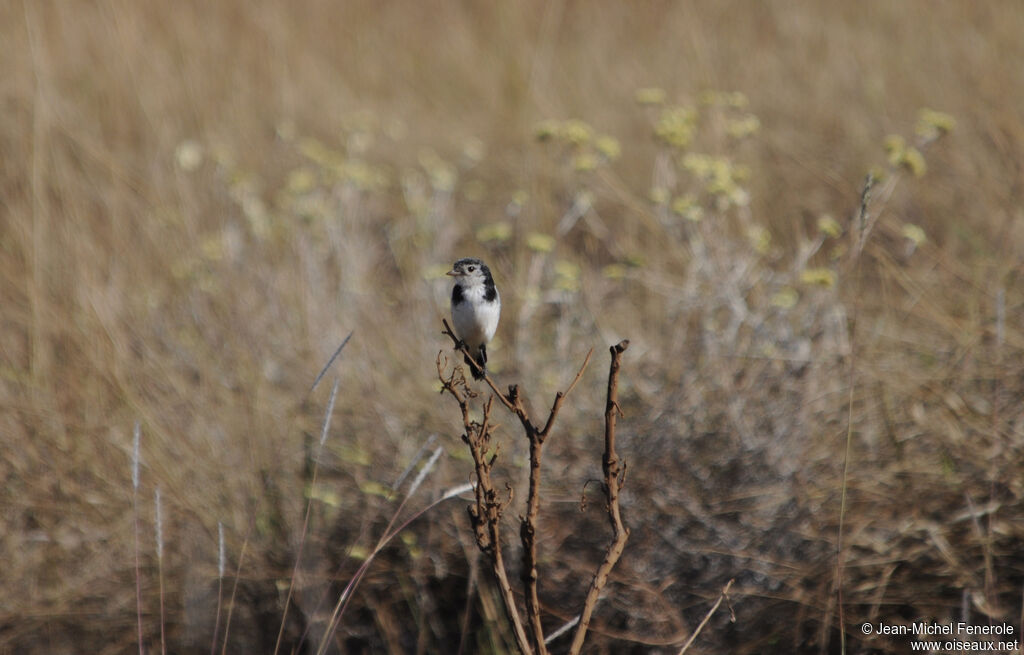 Cock-tailed Tyrant male adult