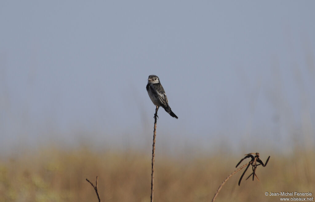 Cock-tailed Tyrant male adult