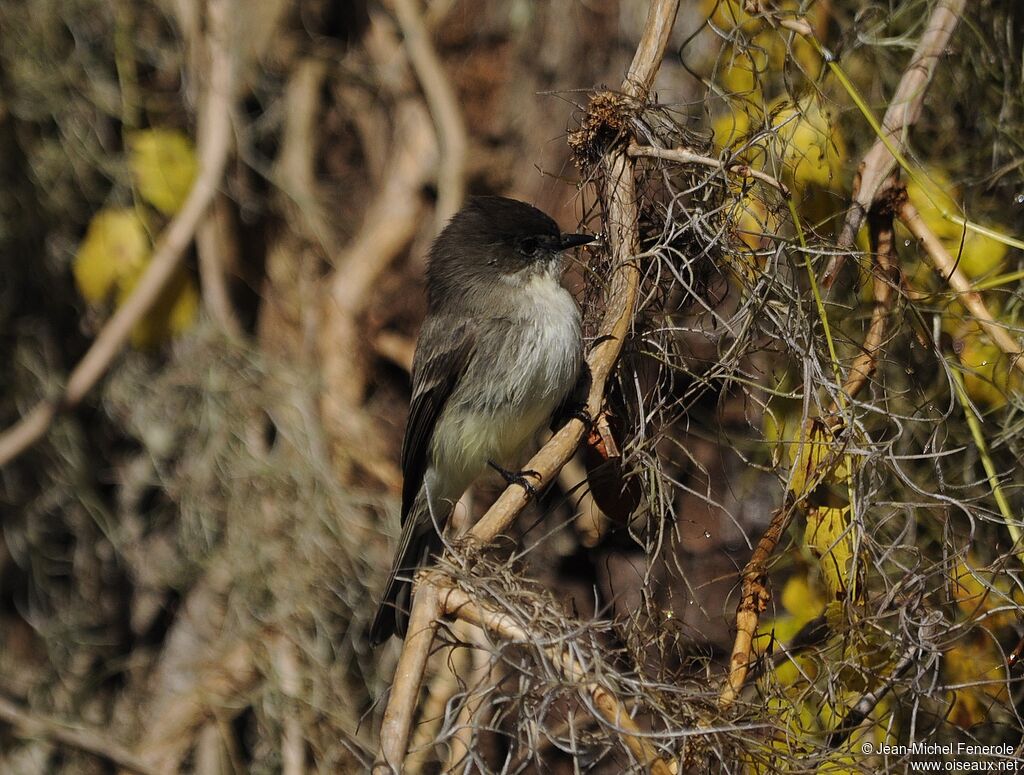 Eastern Phoebe