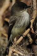 Eastern Phoebe