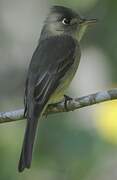 Cuban Pewee