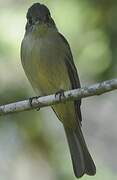 Cuban Pewee