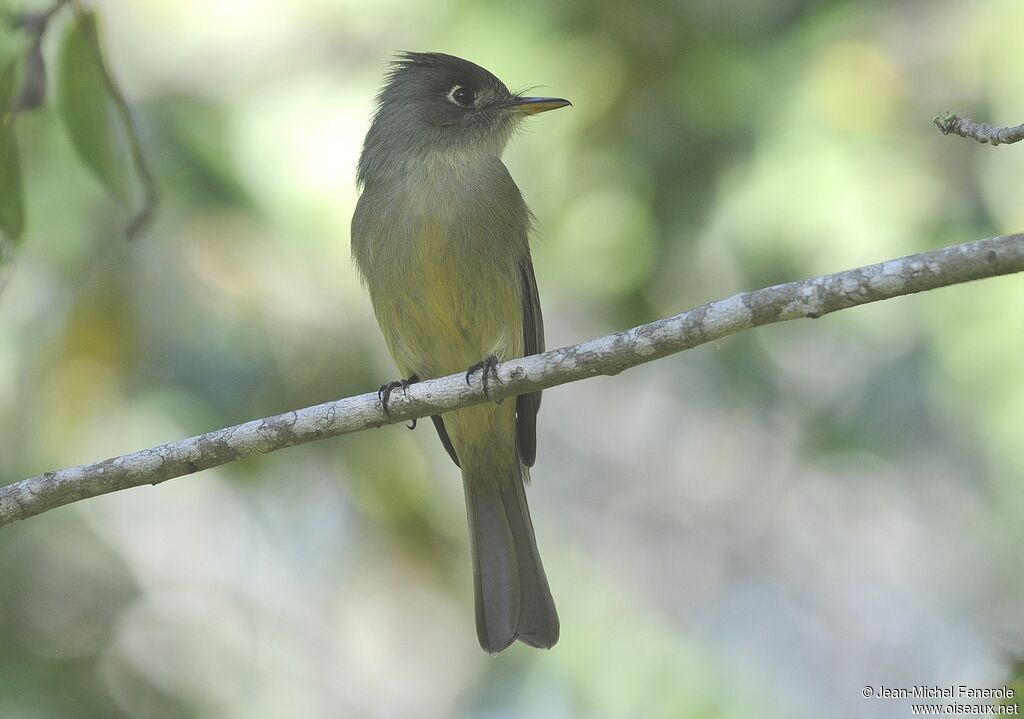 Cuban Pewee