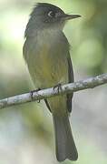 Cuban Pewee