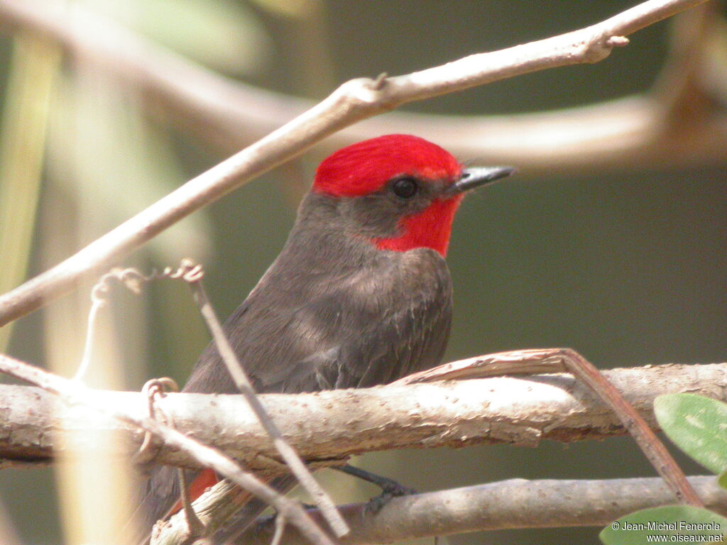 Vermilion Flycatcher