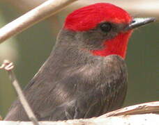 Vermilion Flycatcher