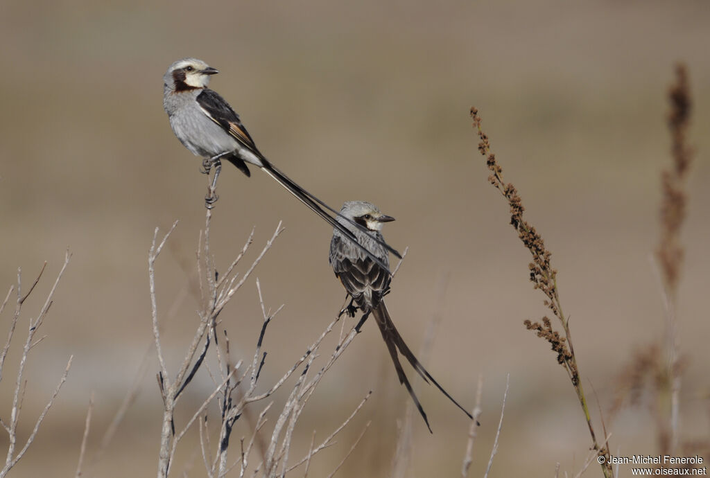 Streamer-tailed Tyrant 