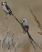 Streamer-tailed Tyrant