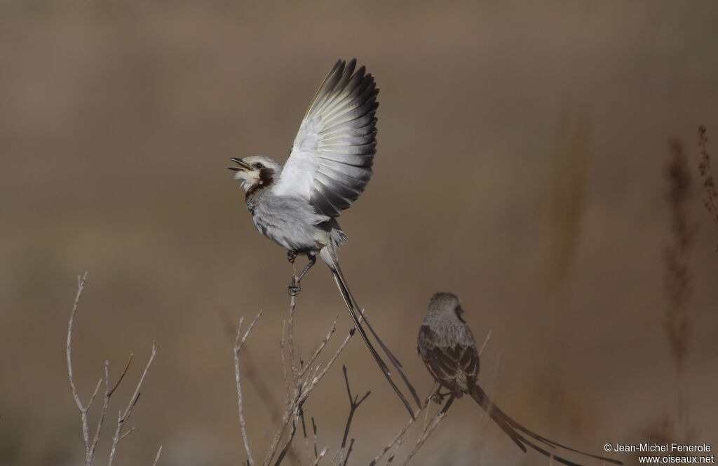 Streamer-tailed Tyrant