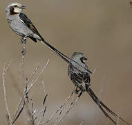 Streamer-tailed Tyrant