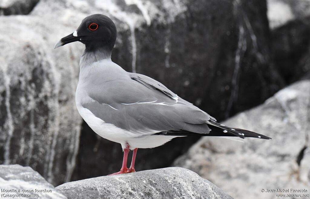 Mouette à queue fourchue