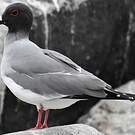 Mouette à queue fourchue