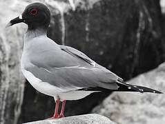 Swallow-tailed Gull