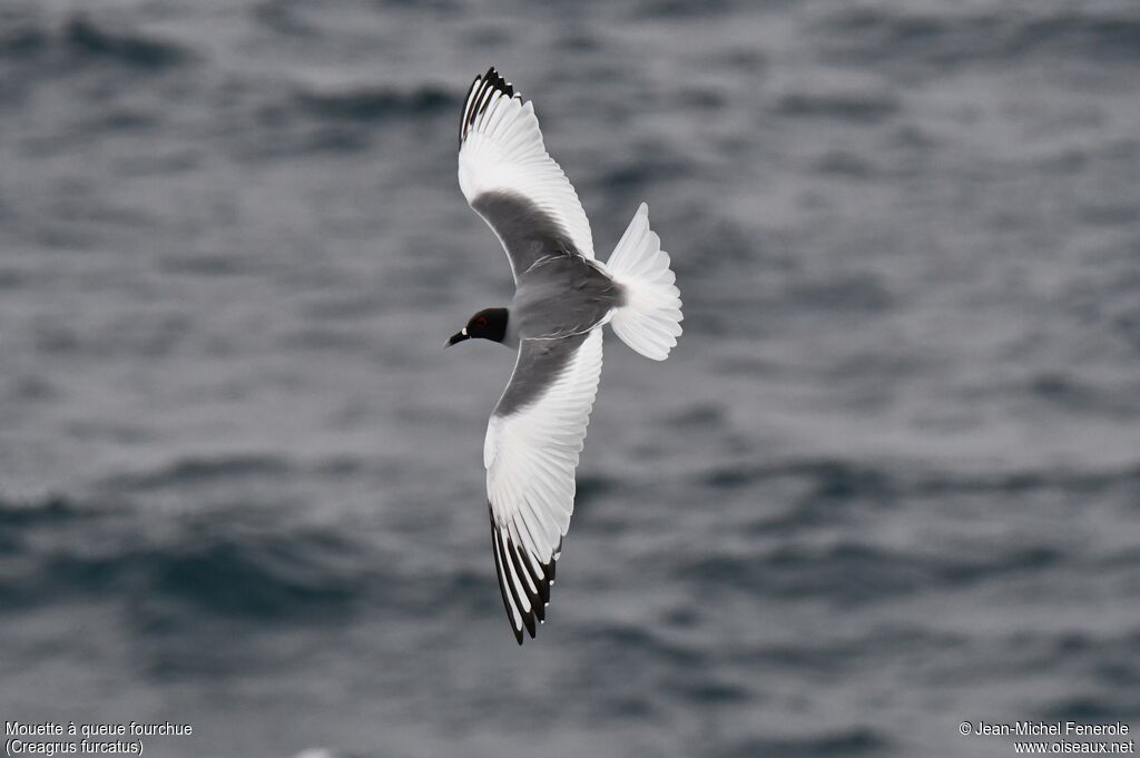 Mouette à queue fourchue