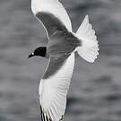 Mouette à queue fourchue