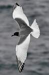 Mouette à queue fourchue