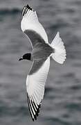 Swallow-tailed Gull