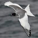 Mouette à queue fourchue
