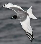 Swallow-tailed Gull