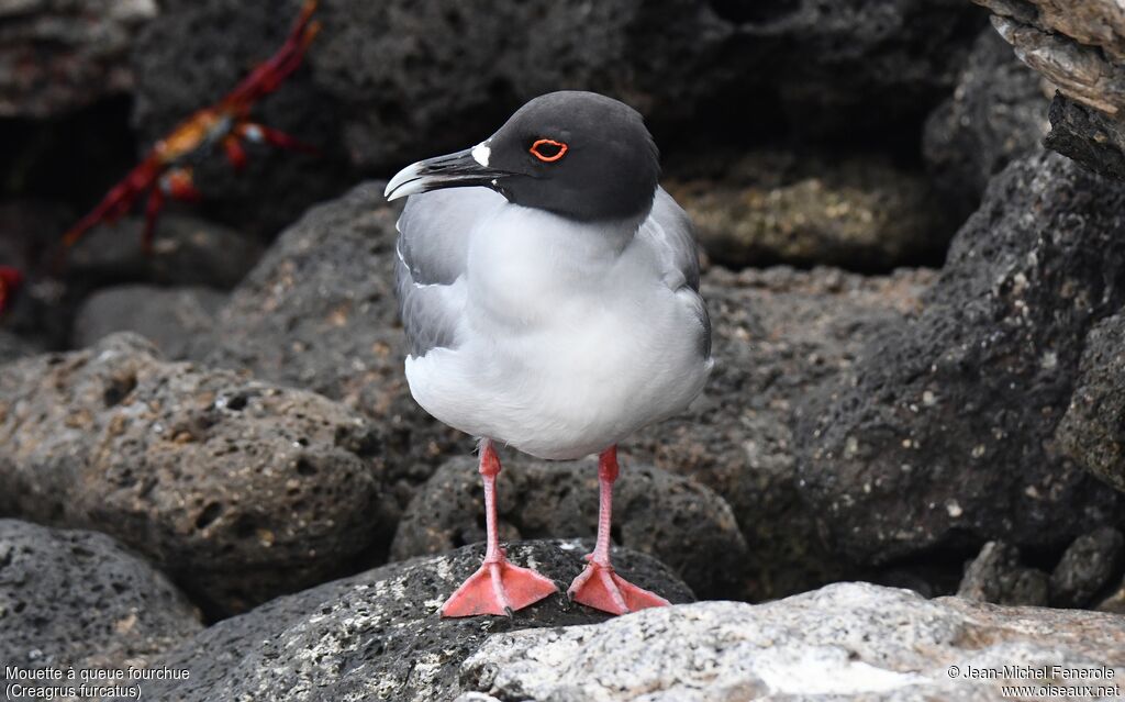 Mouette à queue fourchue