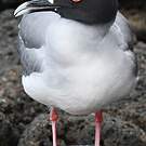 Mouette à queue fourchue