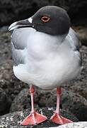 Swallow-tailed Gull