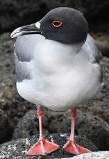 Mouette à queue fourchue