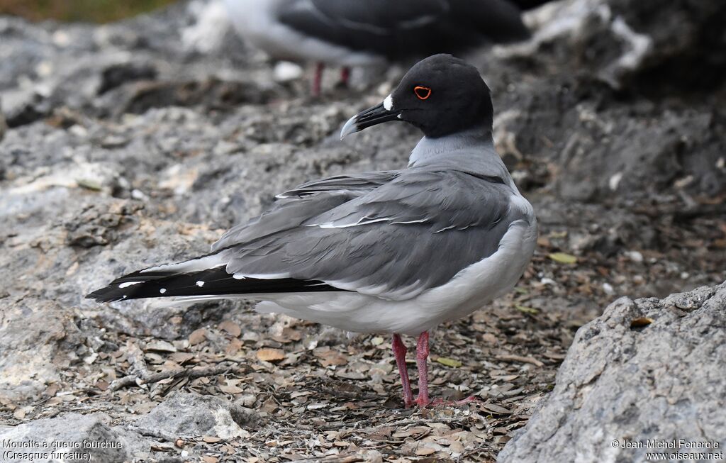 Mouette à queue fourchue