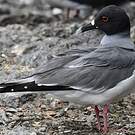 Mouette à queue fourchue