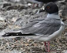 Swallow-tailed Gull