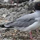 Mouette à queue fourchue