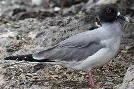 Swallow-tailed Gull