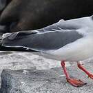 Mouette à queue fourchue