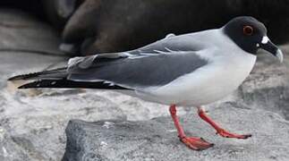 Mouette à queue fourchue